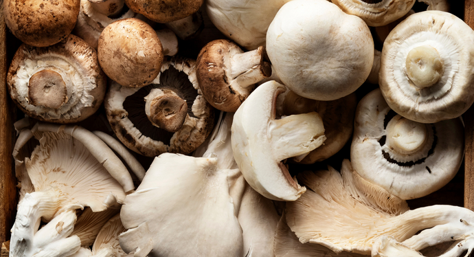 Your Guide to Ontario's Most Popular Edible Mushrooms!