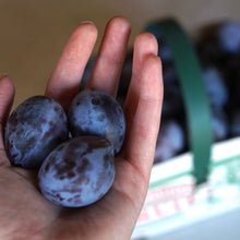 Load image into Gallery viewer, Plums, Blue (1lb)
