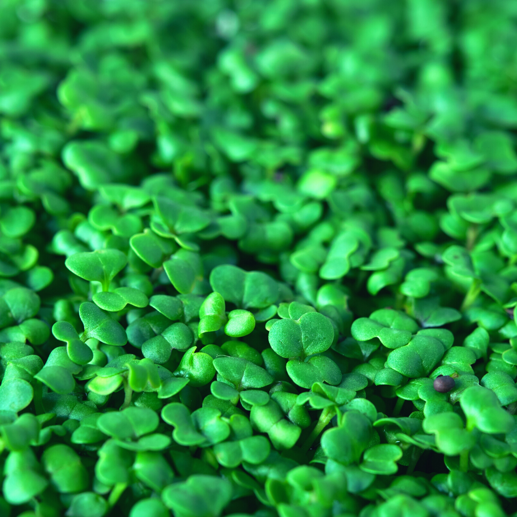 Microgreens, Broccoli (Organic -100g)
