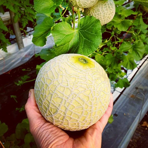 Melon, Mini Cantaloupe