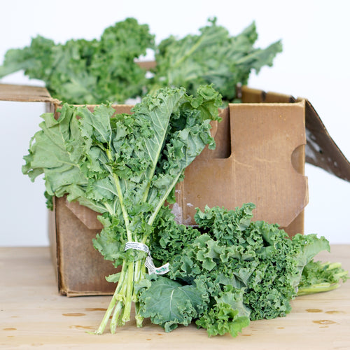 Kale, Curly Green Organic (Zephyr Organics)
