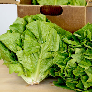 Lettuce, Green Romaine Organic (Single Head)